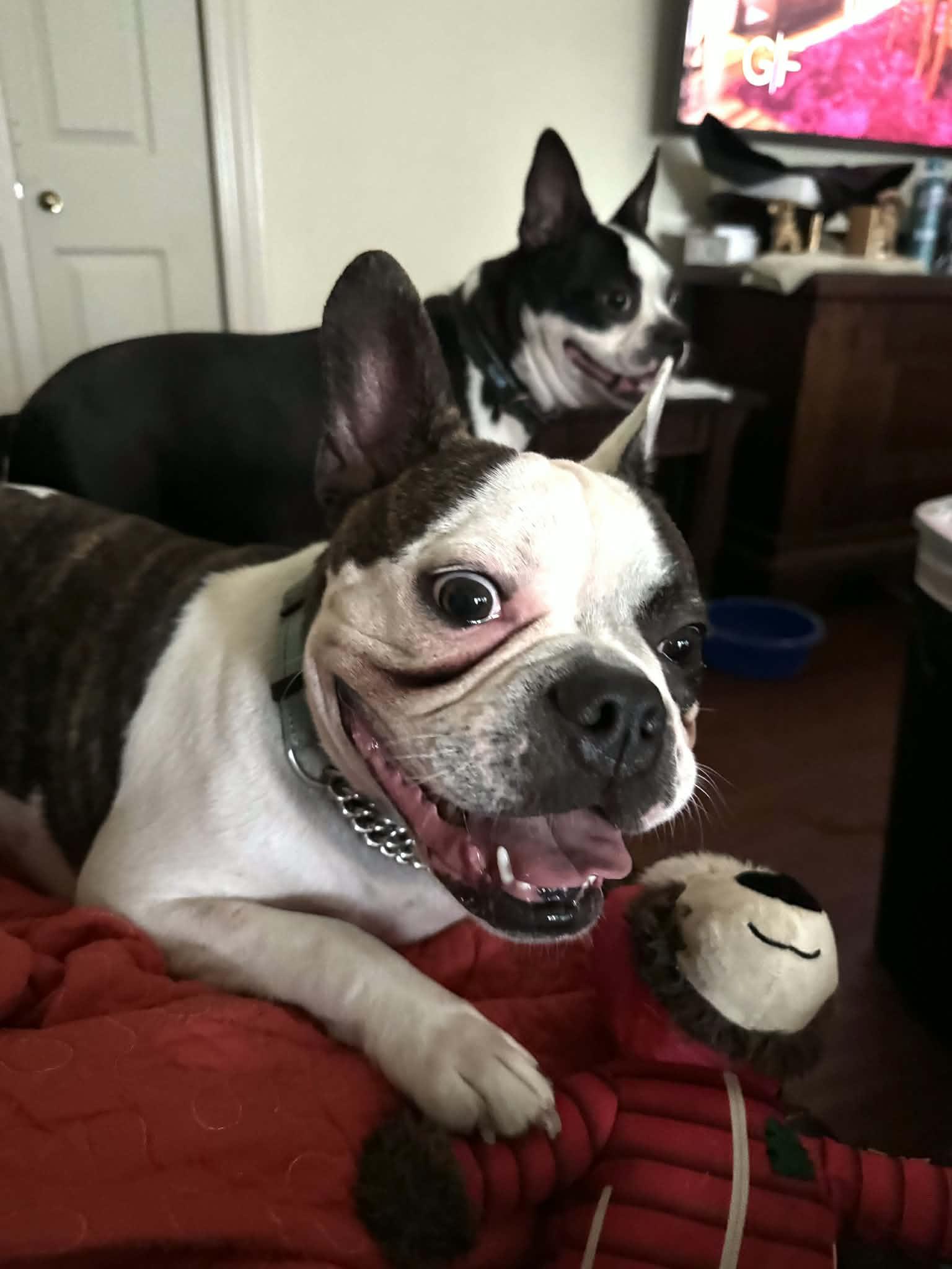 Banjo The Boston Frenchie