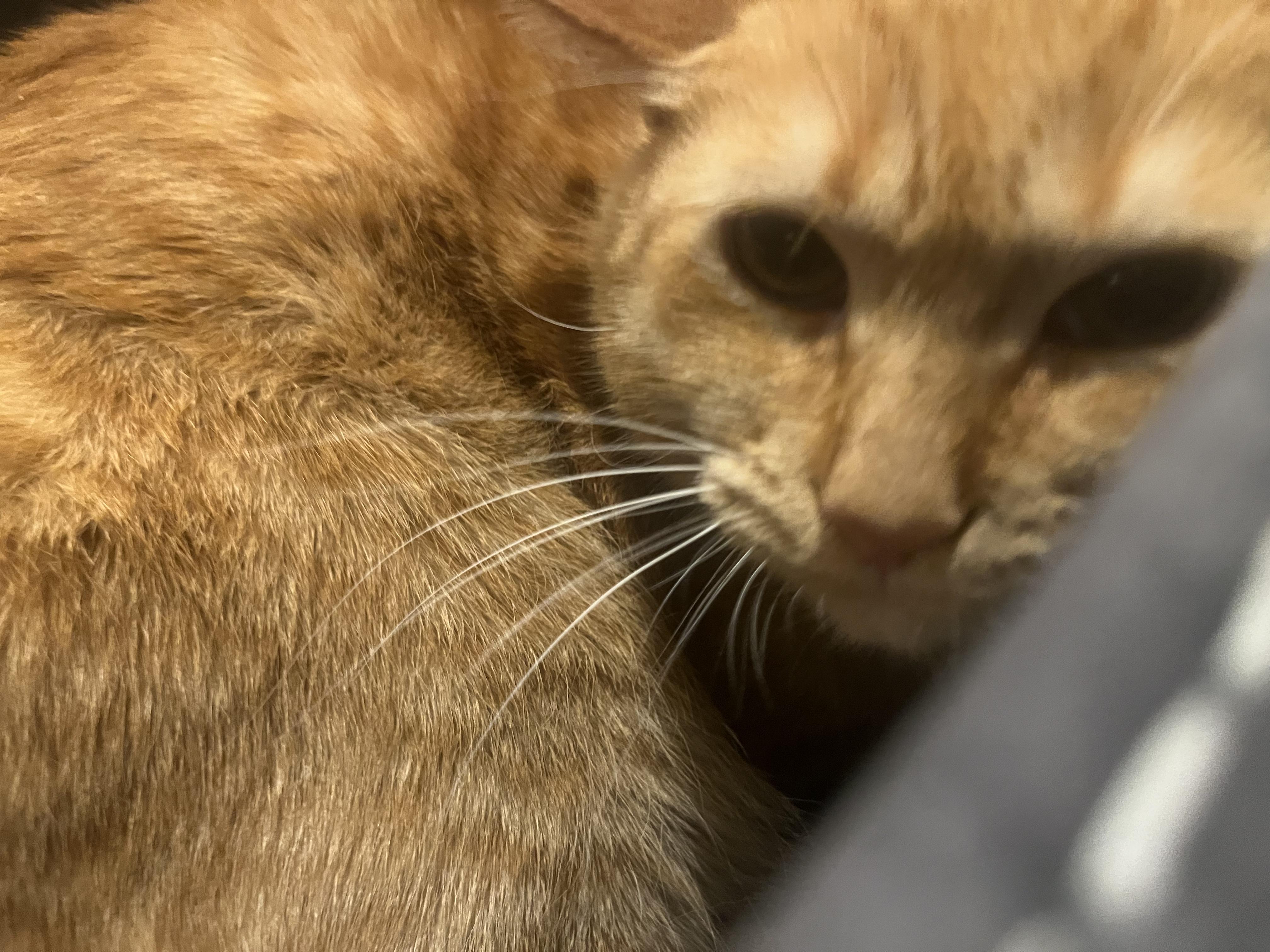 Enlarge Garfield, a Adoptable Domestic Short Hair in North Haledon, NJ image 1/6