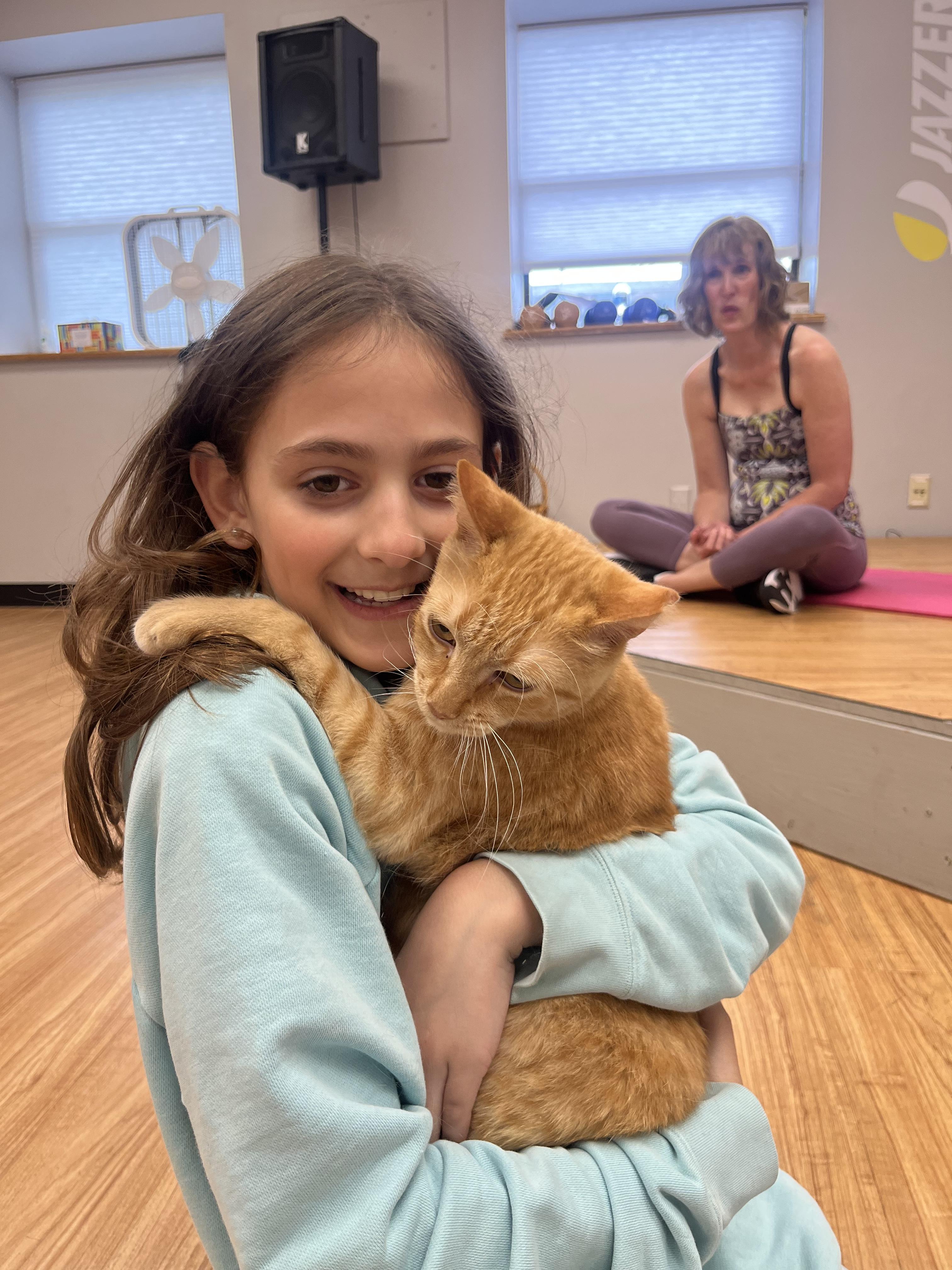 Garfield, Adoptable, Young Male Domestic Short Hair.