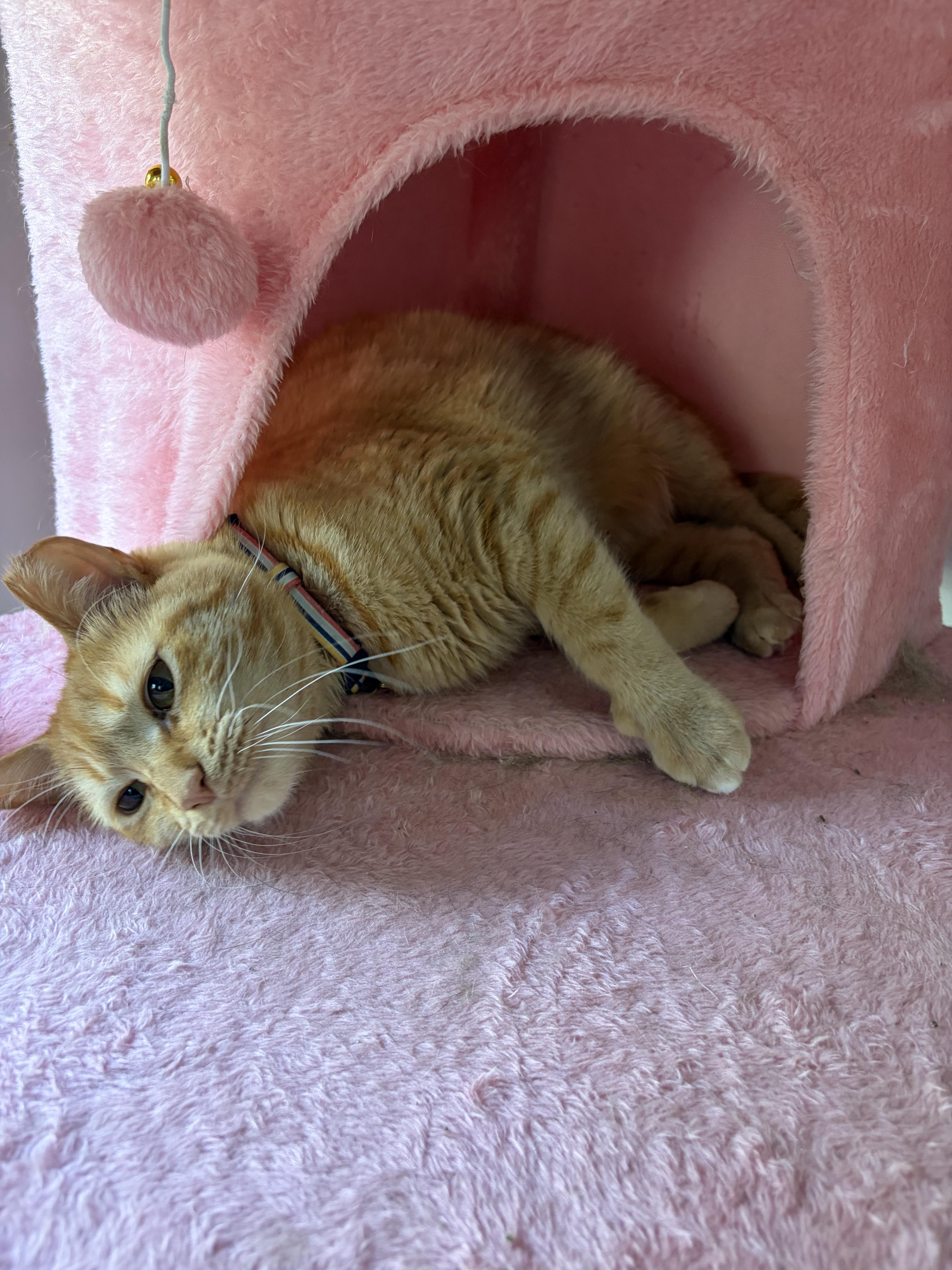 Enlarge Garfield, a Adoptable Domestic Short Hair in North Haledon, NJ image 2/6