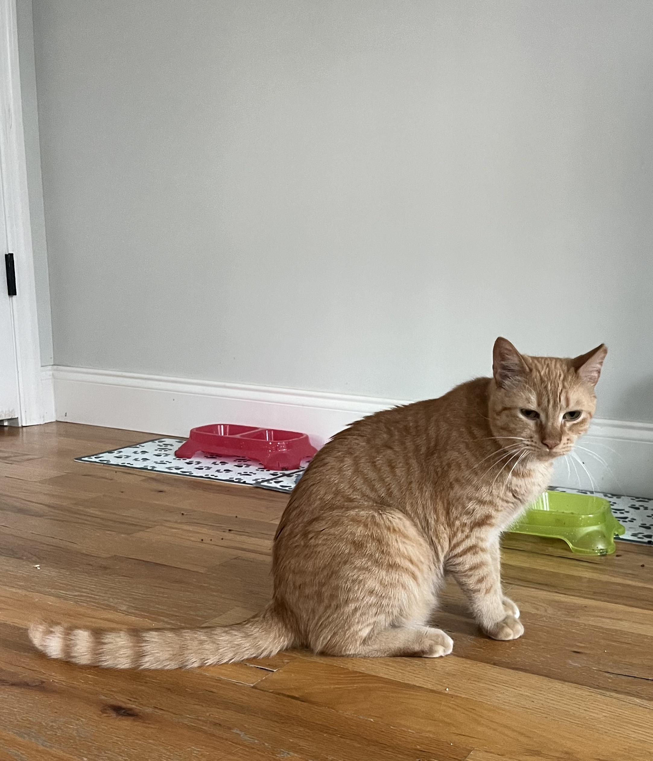 Enlarge Garfield, a Adoptable Domestic Short Hair in North Haledon, NJ image 3/6