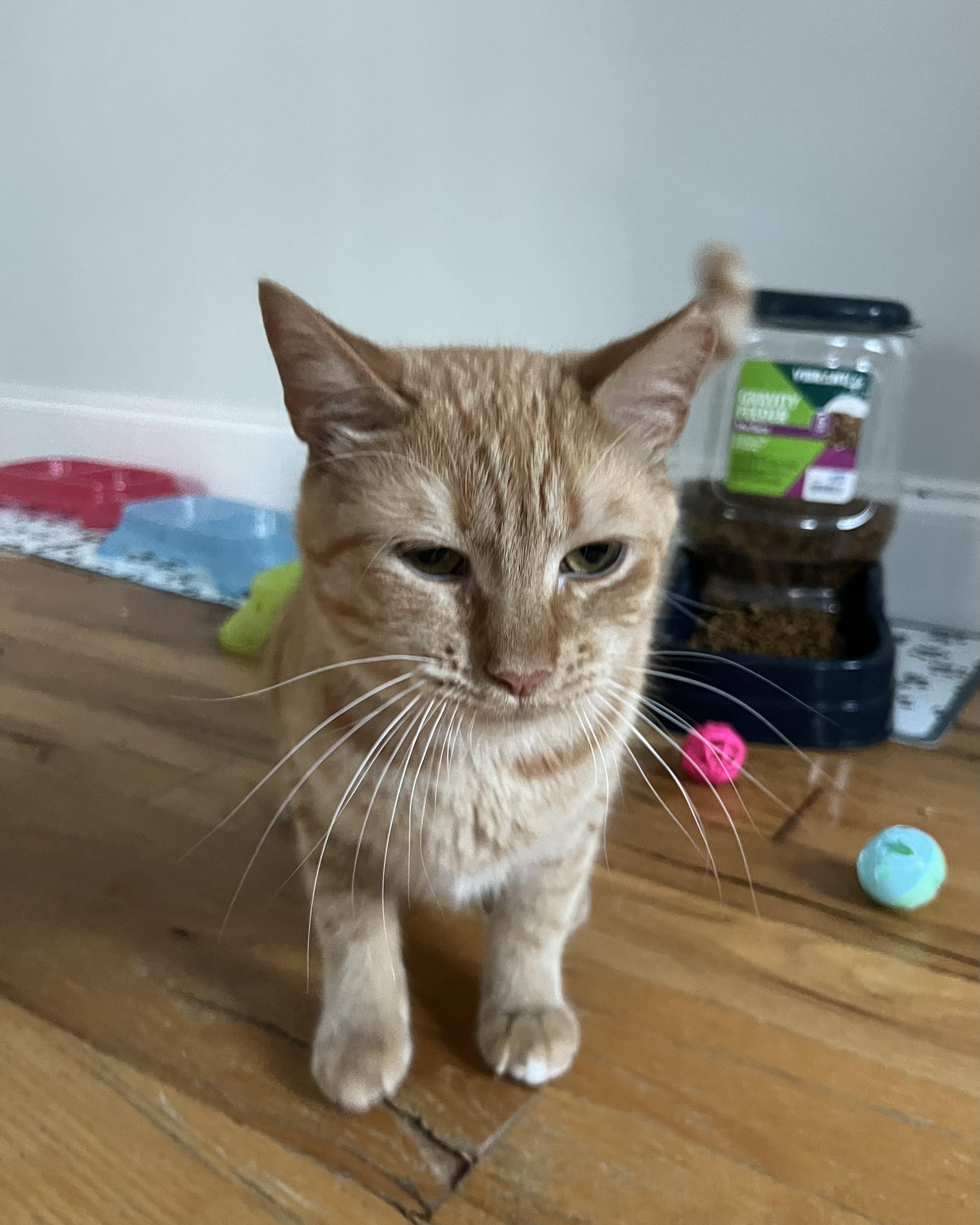 Enlarge Garfield, a Adoptable Domestic Short Hair in North Haledon, NJ image 4/6