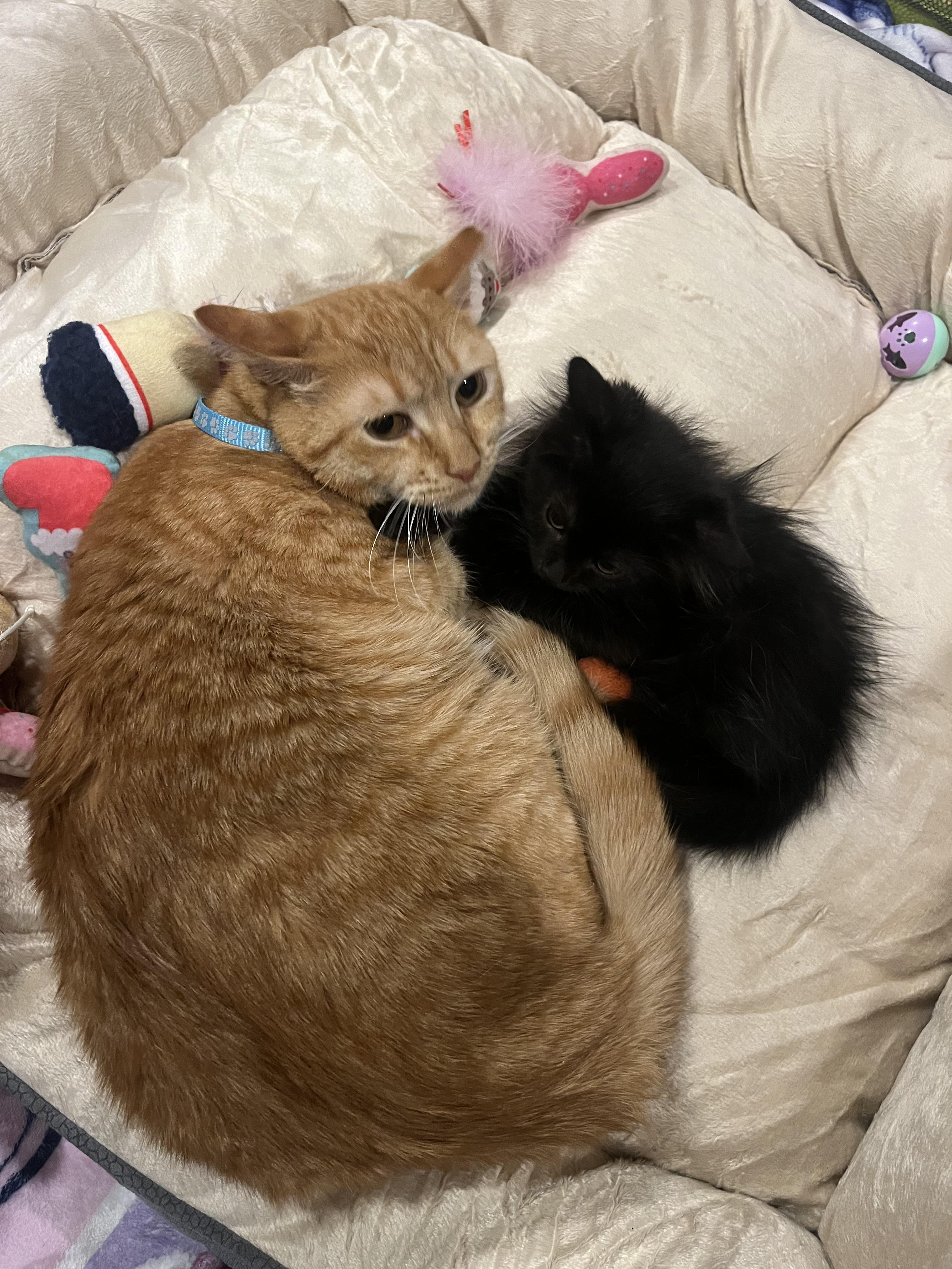 Enlarge Garfield, a Adoptable Domestic Short Hair in North Haledon, NJ image 5/6