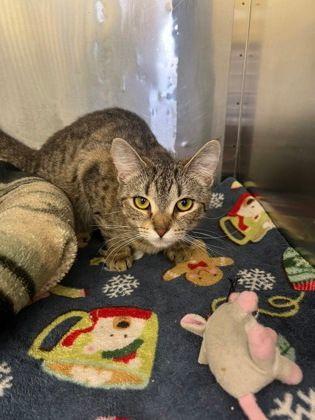 Enlarge Arizona, a ADOPTABLE Domestic Short Hair in Williamsport, PA image 1/1