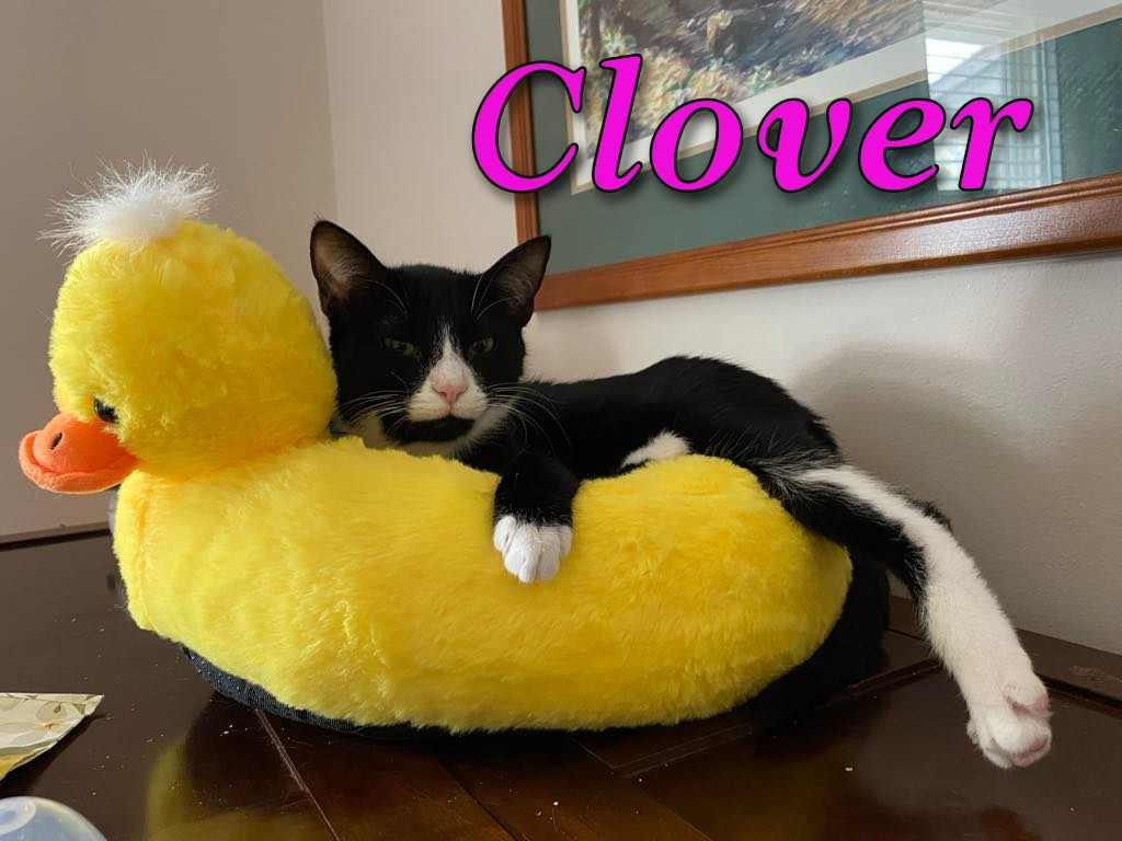 Clover