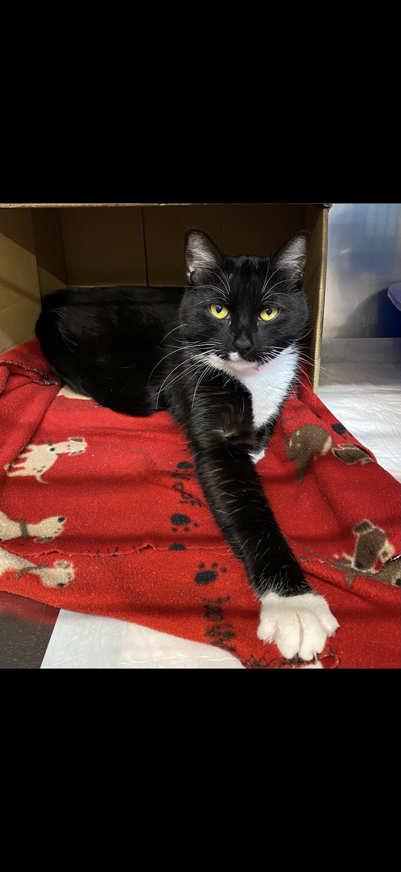 Mando, ADOPTABLE, Adult Female Tuxedo.