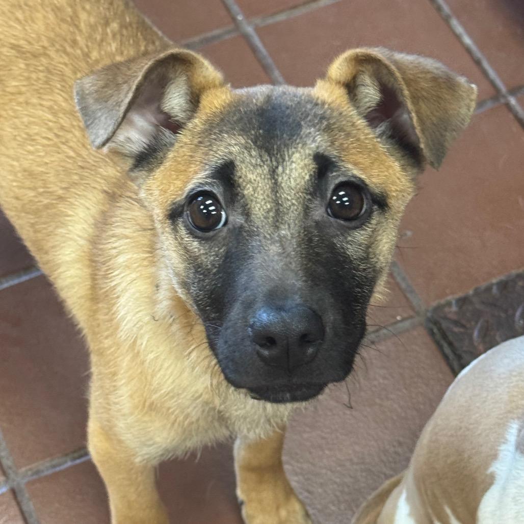 Juniper, Adoptable, Puppy Female Shepherd & Mixed Breed.