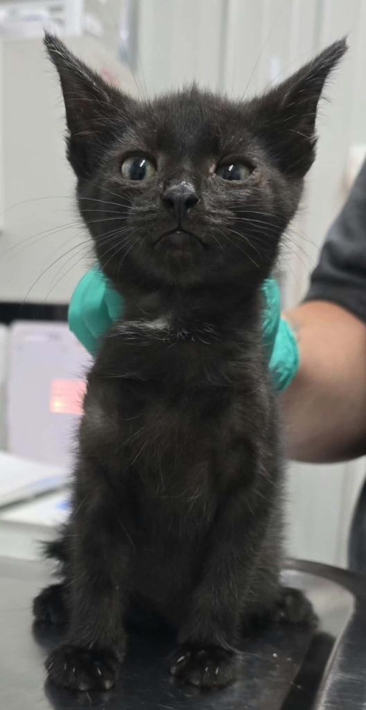 Jack, Adoptable, Kitten Male Domestic Short Hair.