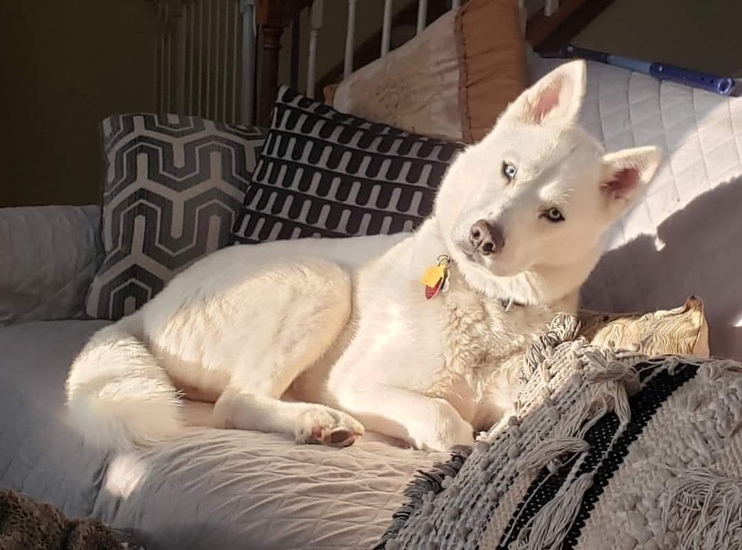 Sasha, ADOPTABLE, Adult Female Siberian Husky & Husky.