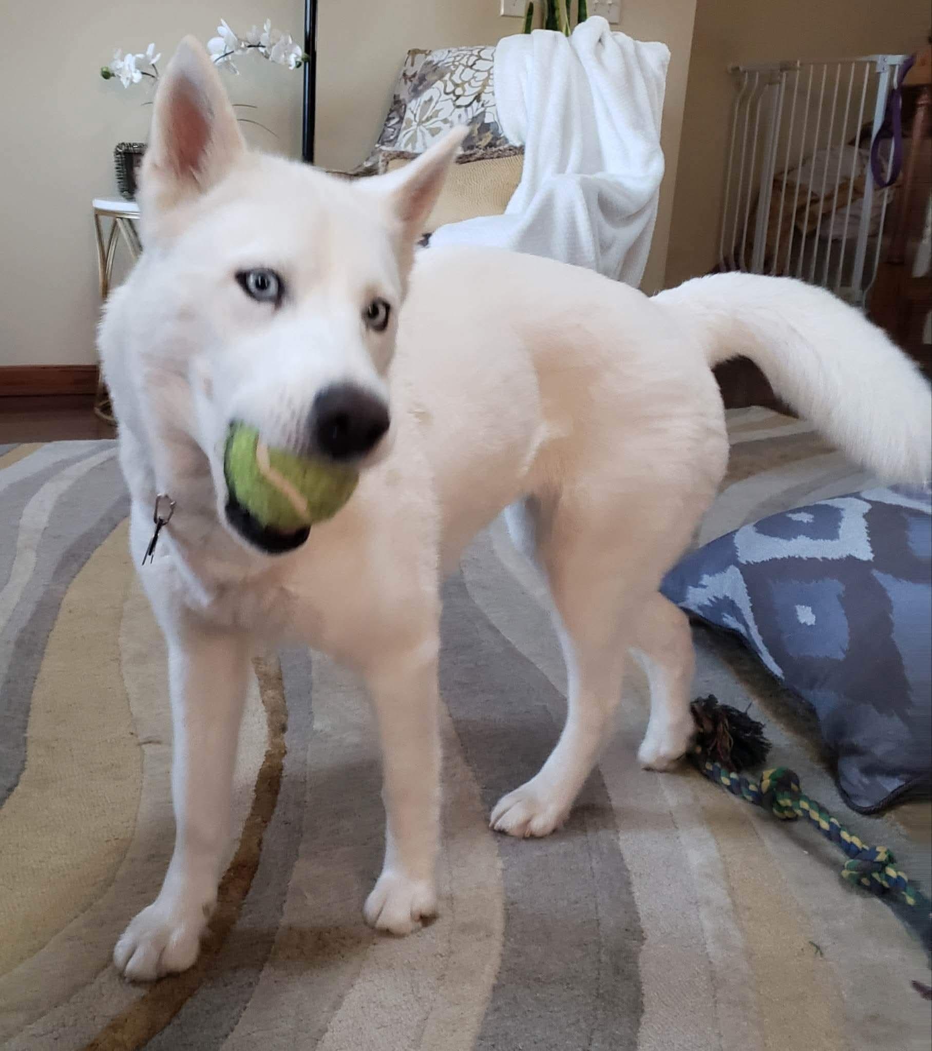 Sasha, a ADOPTABLE mixed breed in Seville, OH image 4/4