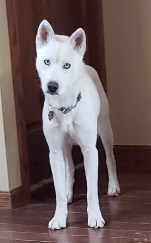 Sasha, a ADOPTABLE mixed breed in Seville, OH image 2/4