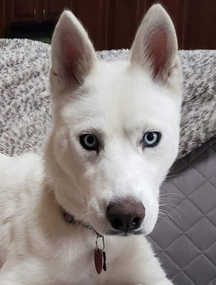 Sasha, a ADOPTABLE mixed breed in Seville, OH image 3/4