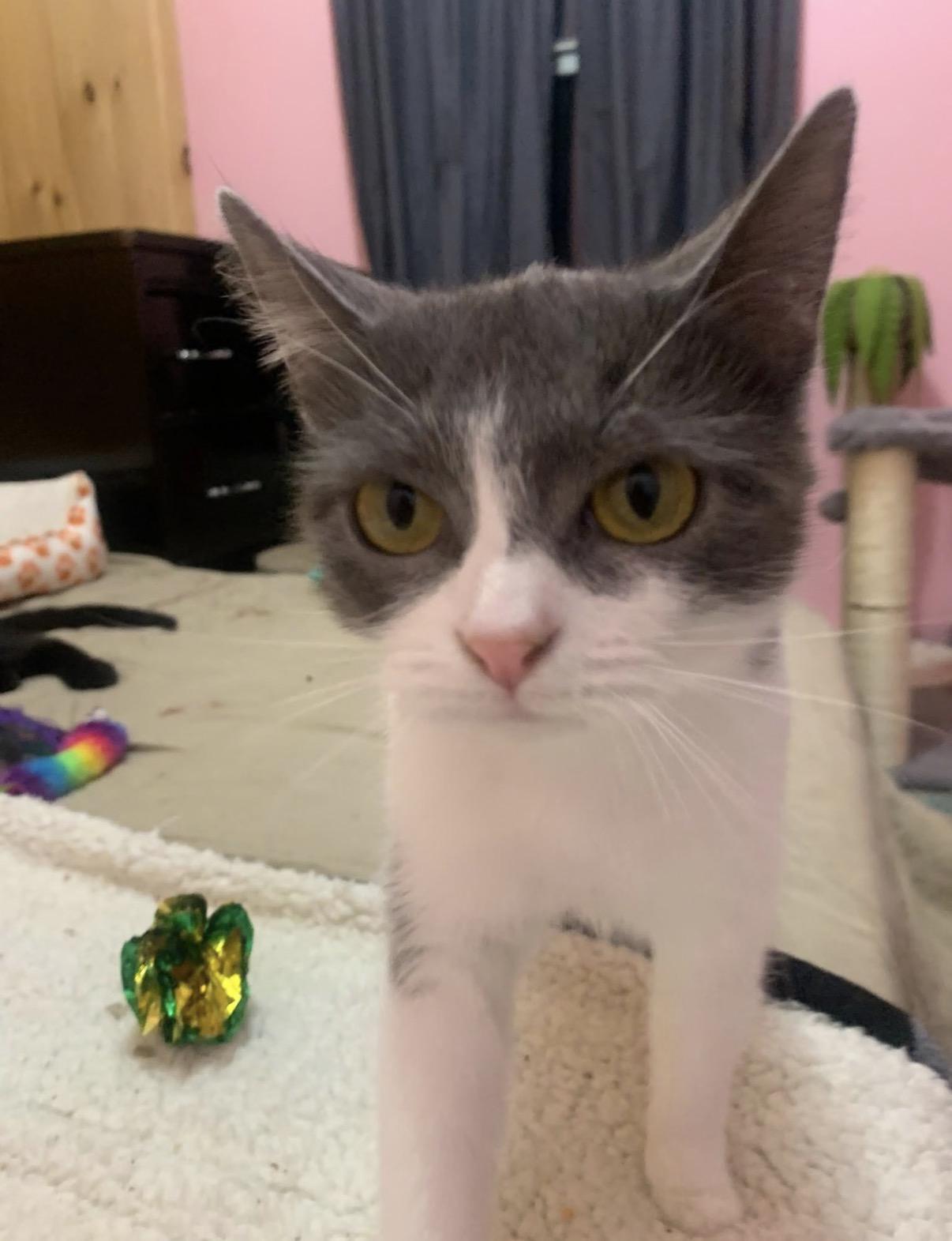 Rosie, a ADOPTABLE Domestic Short Hair in Randolph Center, VT image 1/4