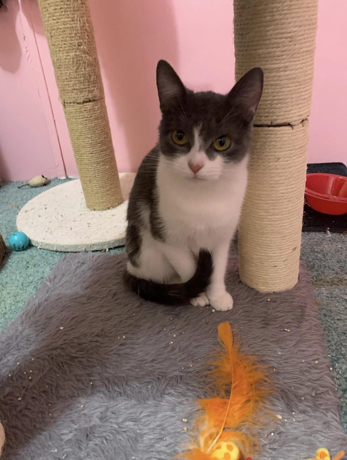 Rosie, a ADOPTABLE Domestic Short Hair in Randolph Center, VT image 3/4