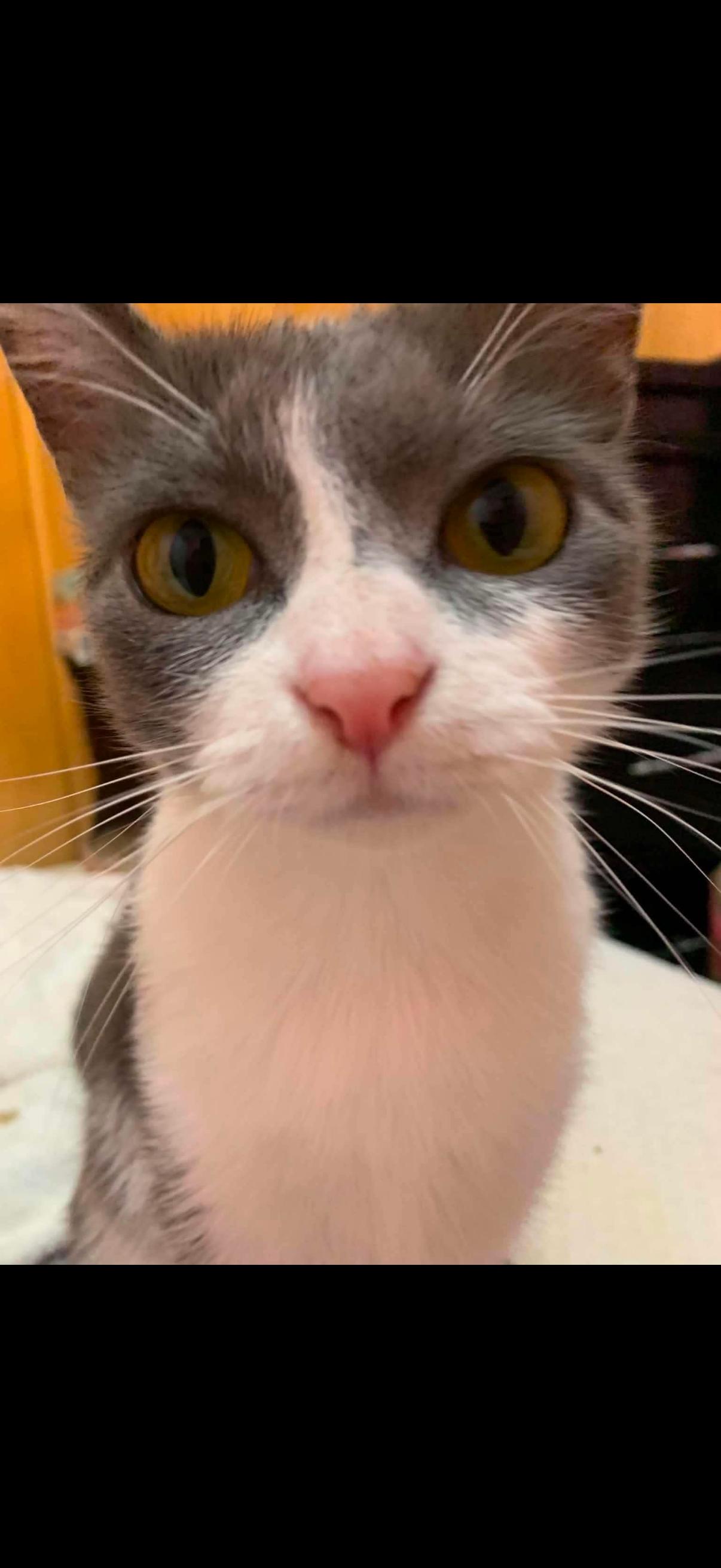 Rosie, a ADOPTABLE Domestic Short Hair in Randolph Center, VT image 4/4