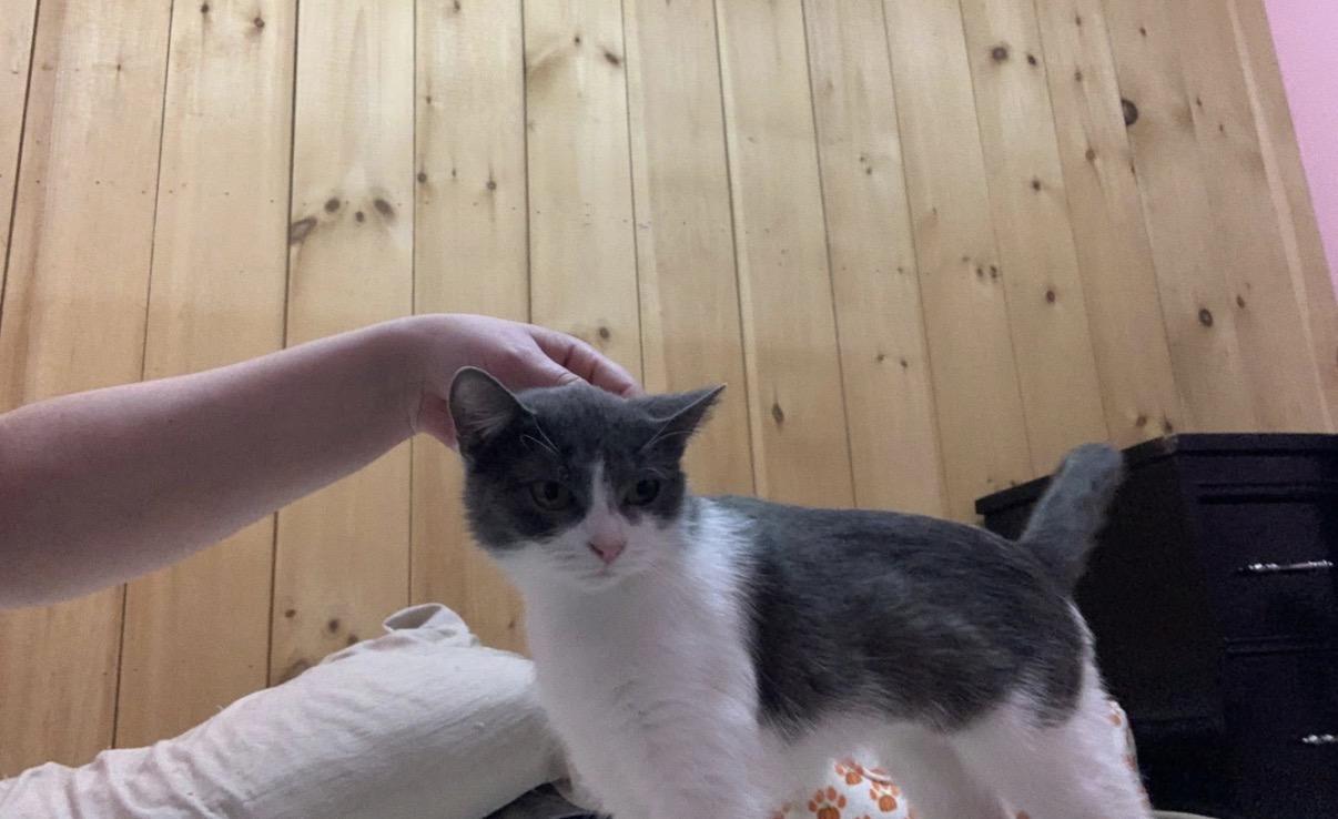Rosie, a ADOPTABLE Domestic Short Hair in Randolph Center, VT image 2/4