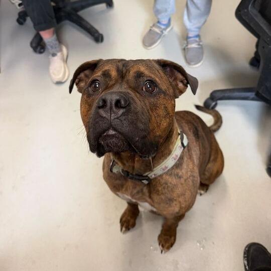 Enlarge Rosie, a Adoptable mixed breed in Driggs, ID image 1/6
