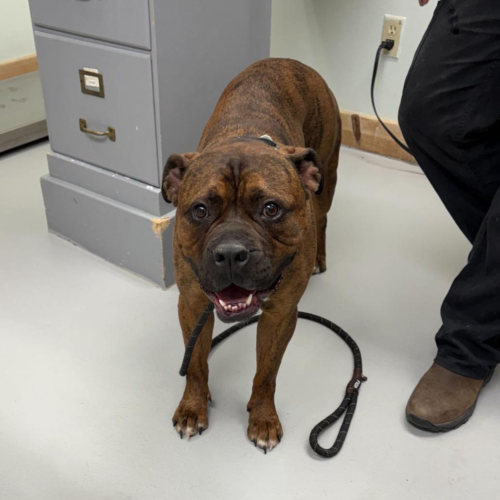 Enlarge Rosie, a Adoptable mixed breed in Driggs, ID image 2/6