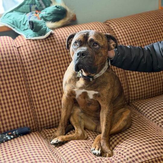 Enlarge Rosie, a Adoptable mixed breed in Driggs, ID image 3/6