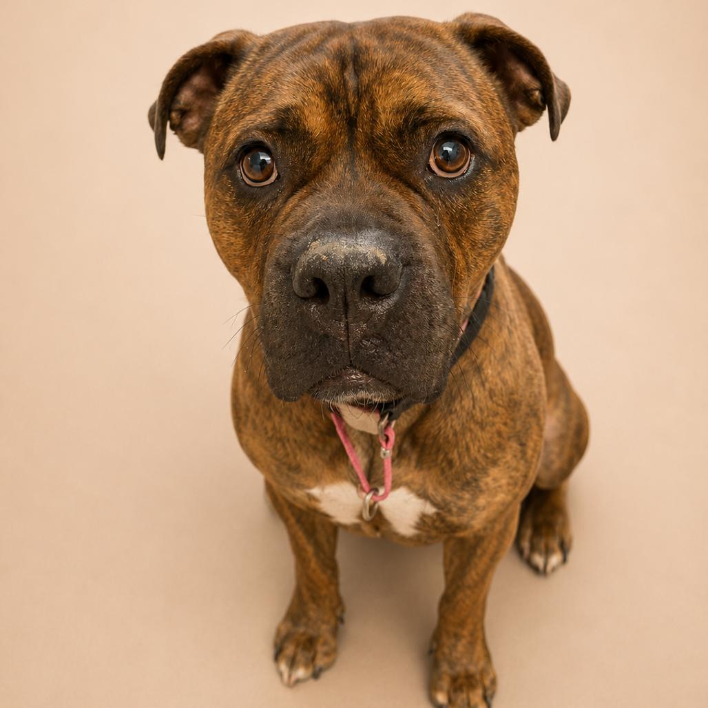 Enlarge Rosie, a Adoptable mixed breed in Driggs, ID image 4/6