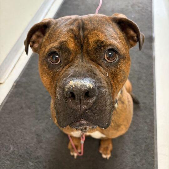 Enlarge Rosie, a Adoptable mixed breed in Driggs, ID image 5/6