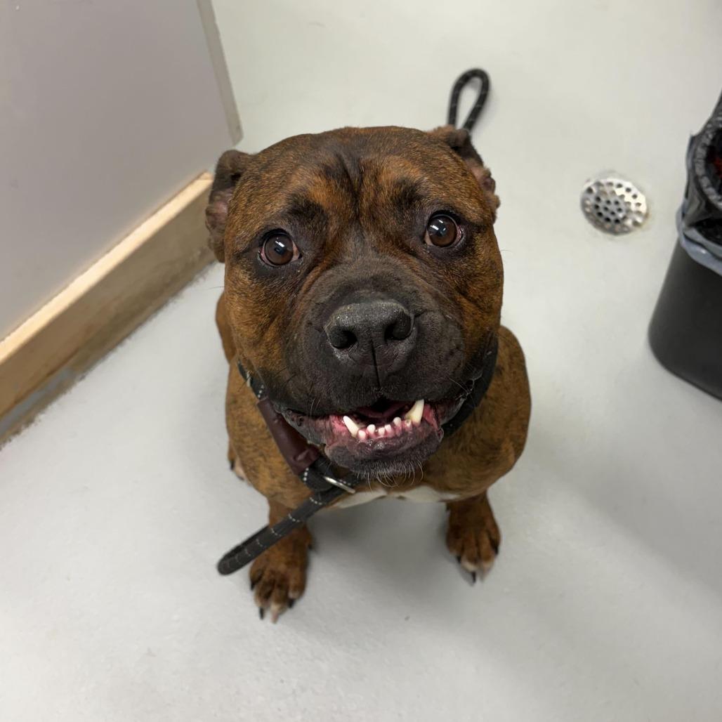Enlarge Rosie, a Adoptable mixed breed in Driggs, ID image 6/6