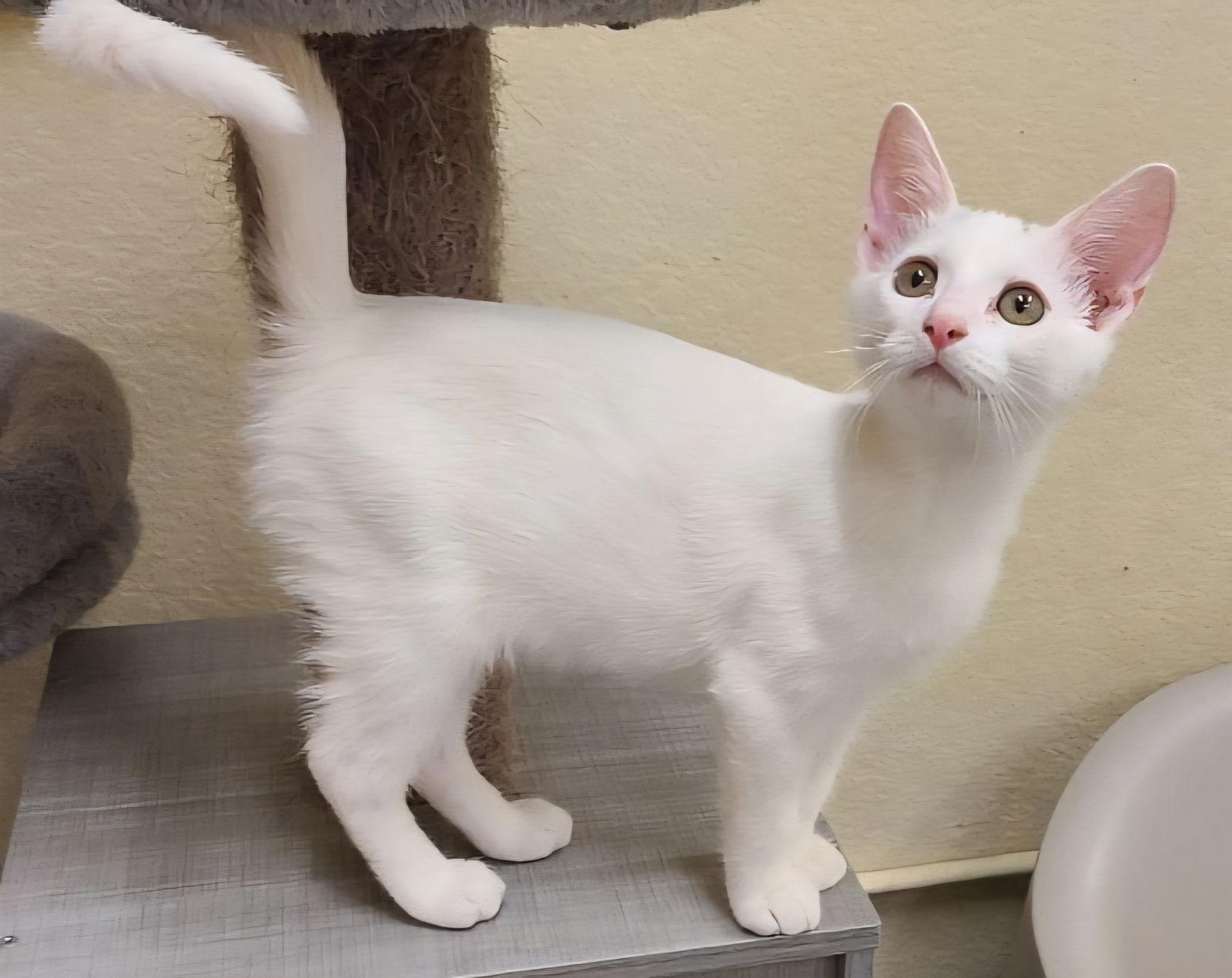 Enlarge Creme, a Adopted Domestic Short Hair in Phoenix, AZ image 1/3