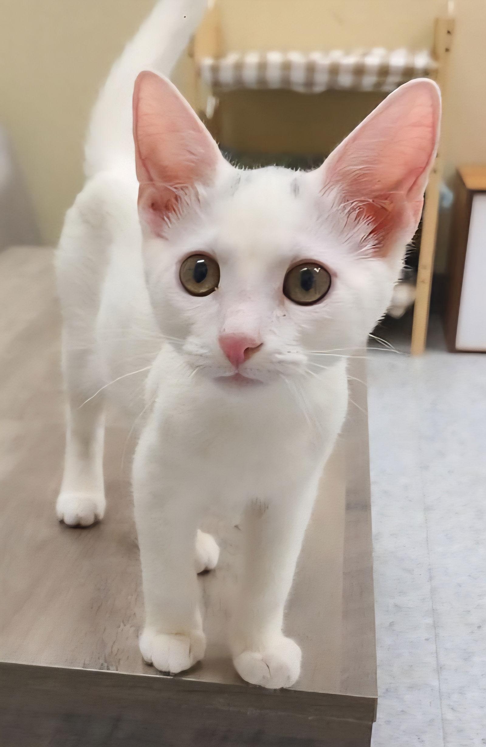 Enlarge Creme, a Adopted Domestic Short Hair in Phoenix, AZ image 2/3