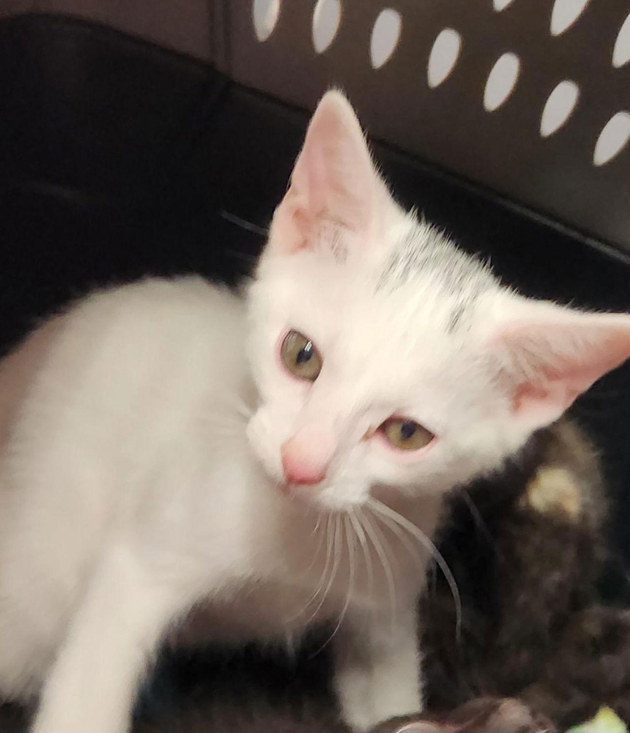 Enlarge Creme, a Adopted Domestic Short Hair in Phoenix, AZ image 3/3