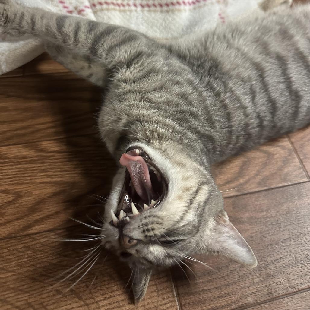 Polly, Adoptable, Adult Female Domestic Short Hair.