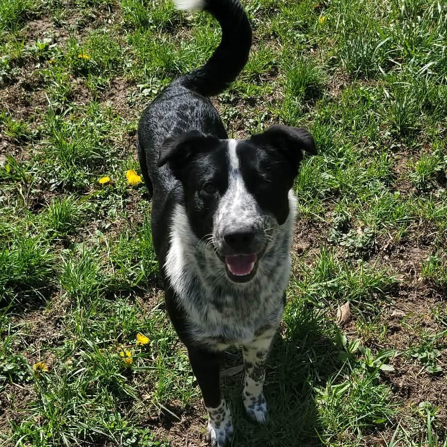 Enlarge Sally, a ADOPTABLE mixed breed in Portsmouth, OH image 1/3