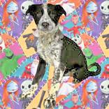 Enlarge Sally, a ADOPTABLE mixed breed in Portsmouth, OH image 3/3