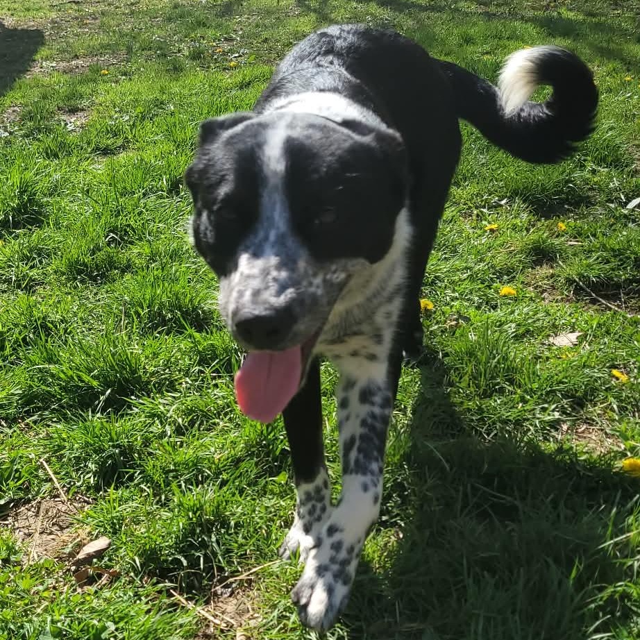 Enlarge Sally, a ADOPTABLE mixed breed in Portsmouth, OH image 2/3