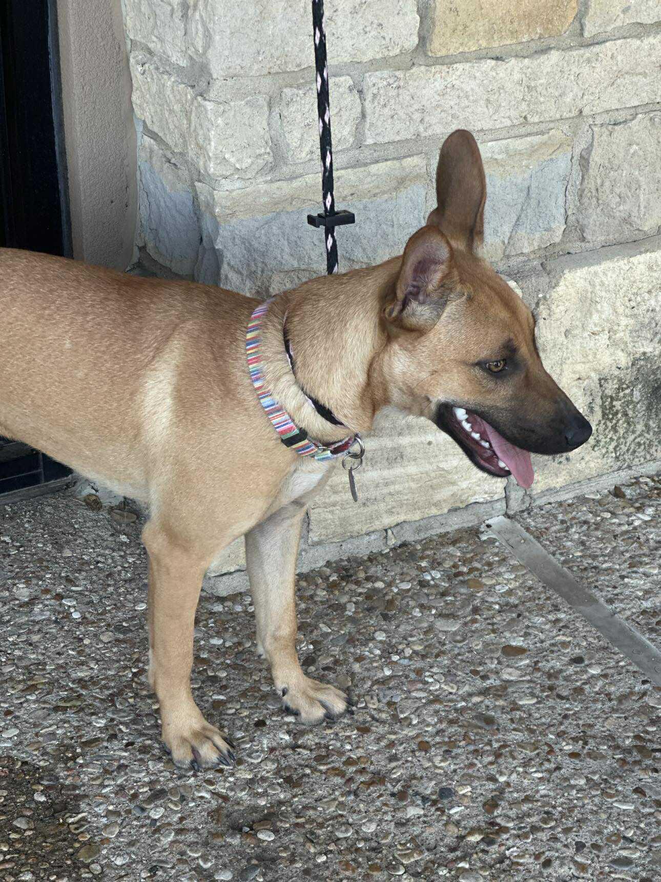 Lottie Lou, Adoptable, Young Female Yellow Labrador Retriever & Belgian Shepherd / Malinois.