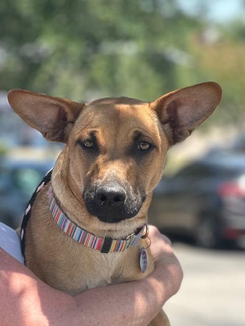 Enlarge Lottie Lou, a Adoptable mixed breed in Lockhart, TX image 5/6