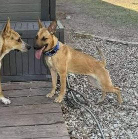 Lottie Lou, Adoptable, Young Female Yellow Labrador Retriever & Belgian Shepherd / Malinois.