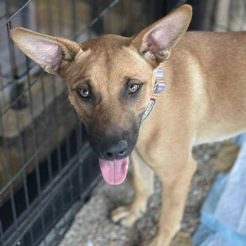 Enlarge Lottie Lou, a Adoptable mixed breed in Lockhart, TX image 4/6