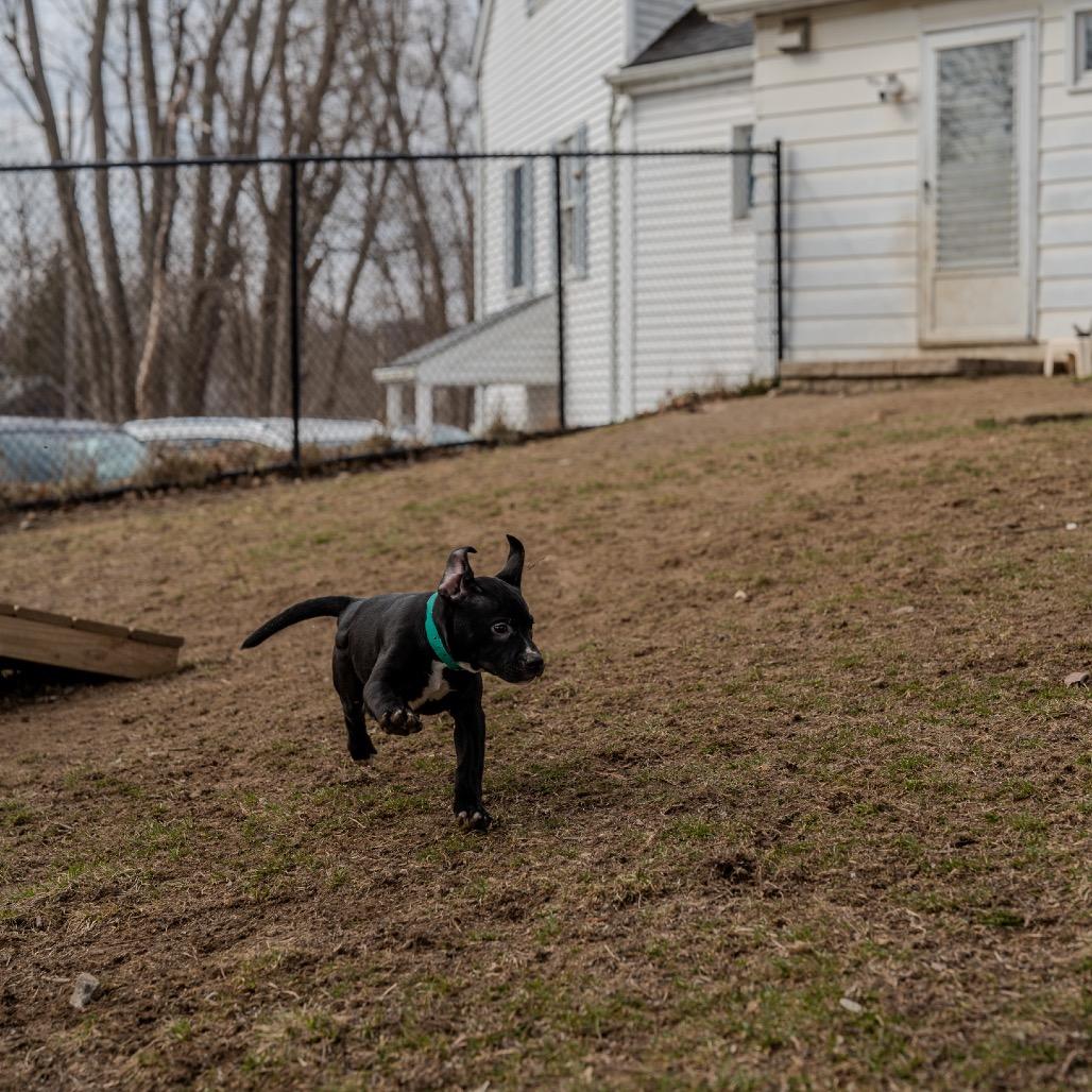 Snap Pea, Adoptable, Puppy Female Staffordshire Bull Terrier.