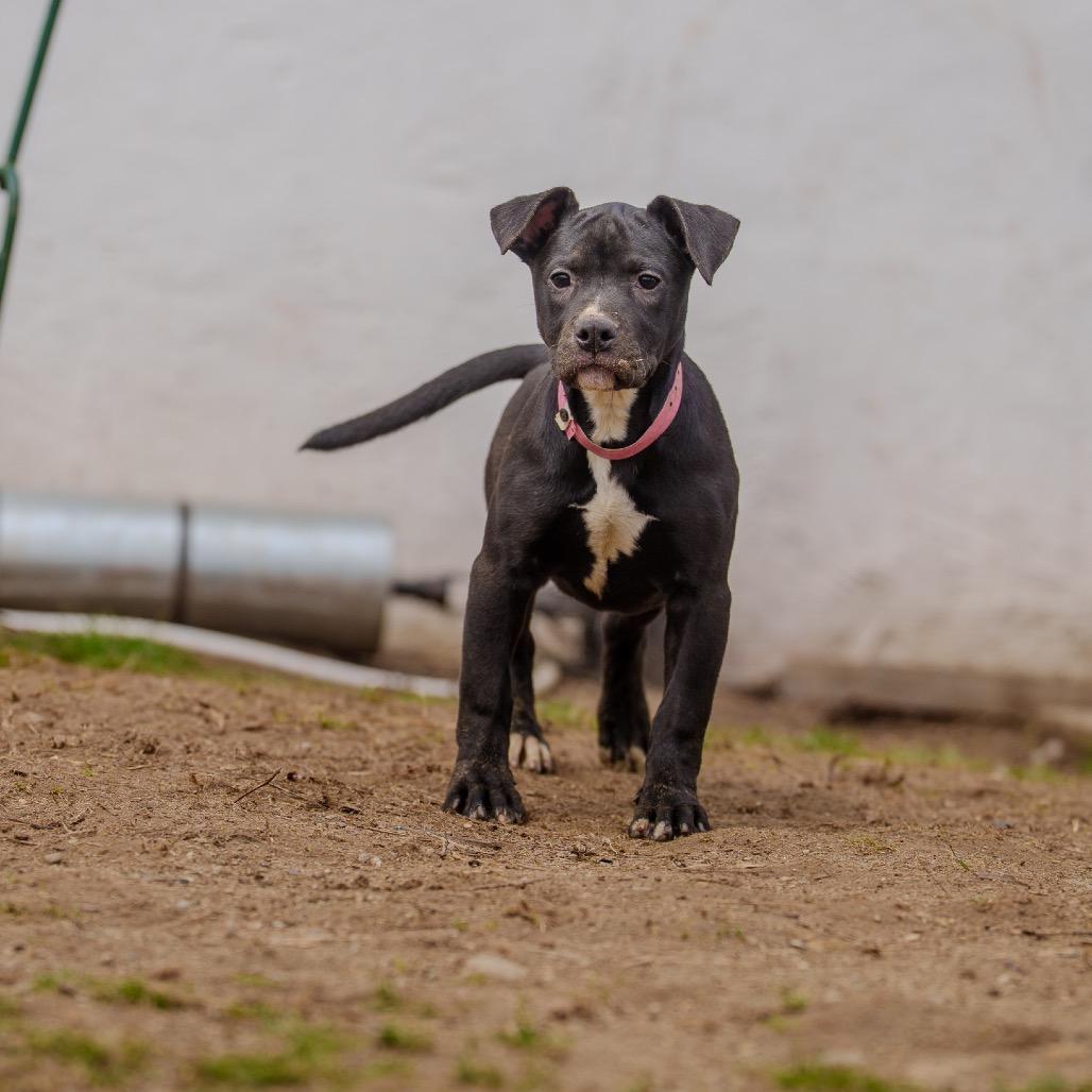 Enlarge Snap Pea, a Adoptable mixed breed in Pawling, NY image 2/6