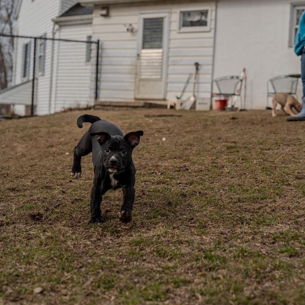 Enlarge Snap Pea, a Adoptable mixed breed in Pawling, NY image 3/6