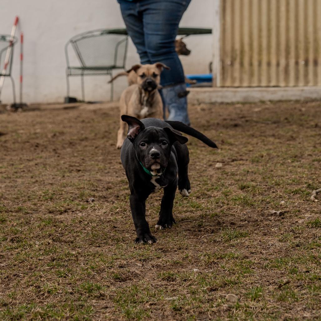 Enlarge Snap Pea, a Adoptable mixed breed in Pawling, NY image 4/6