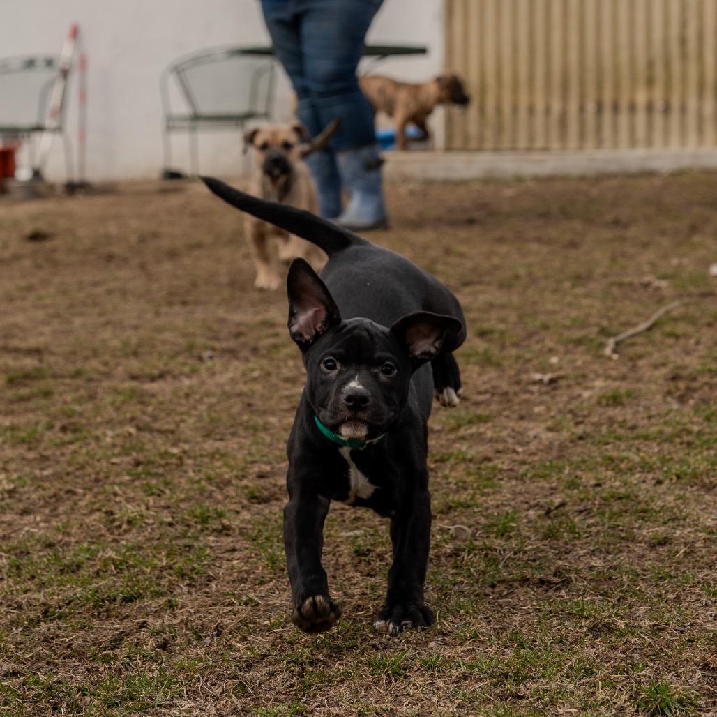 Enlarge Snap Pea, a Adoptable mixed breed in Pawling, NY image 5/6