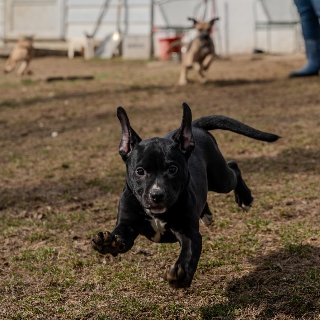 Enlarge Snap Pea, a Adoptable mixed breed in Pawling, NY image 6/6