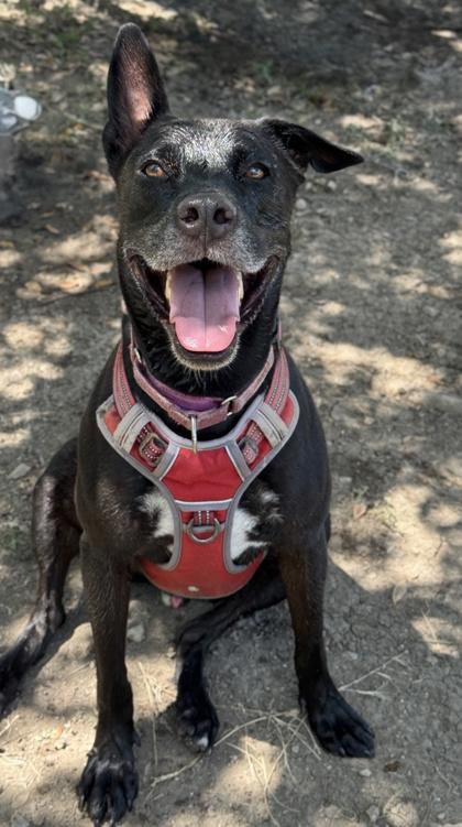 Geoffry, Adoptable, Adult Male Terrier & Mixed Breed.