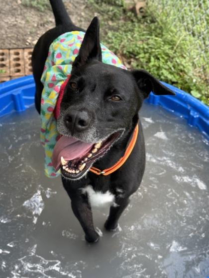 Geoffry, a Adoptable mixed breed in San Antonio, TX image 2/3