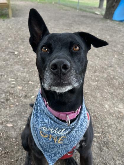 Enlarge Geoffry, a Adoptable mixed breed in San Antonio, TX image 2/3