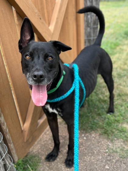 Geoffry, Adoptable, Adult Male Terrier & Mixed Breed.