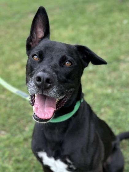 Geoffry, a Adoptable mixed breed in San Antonio, TX image 3/3