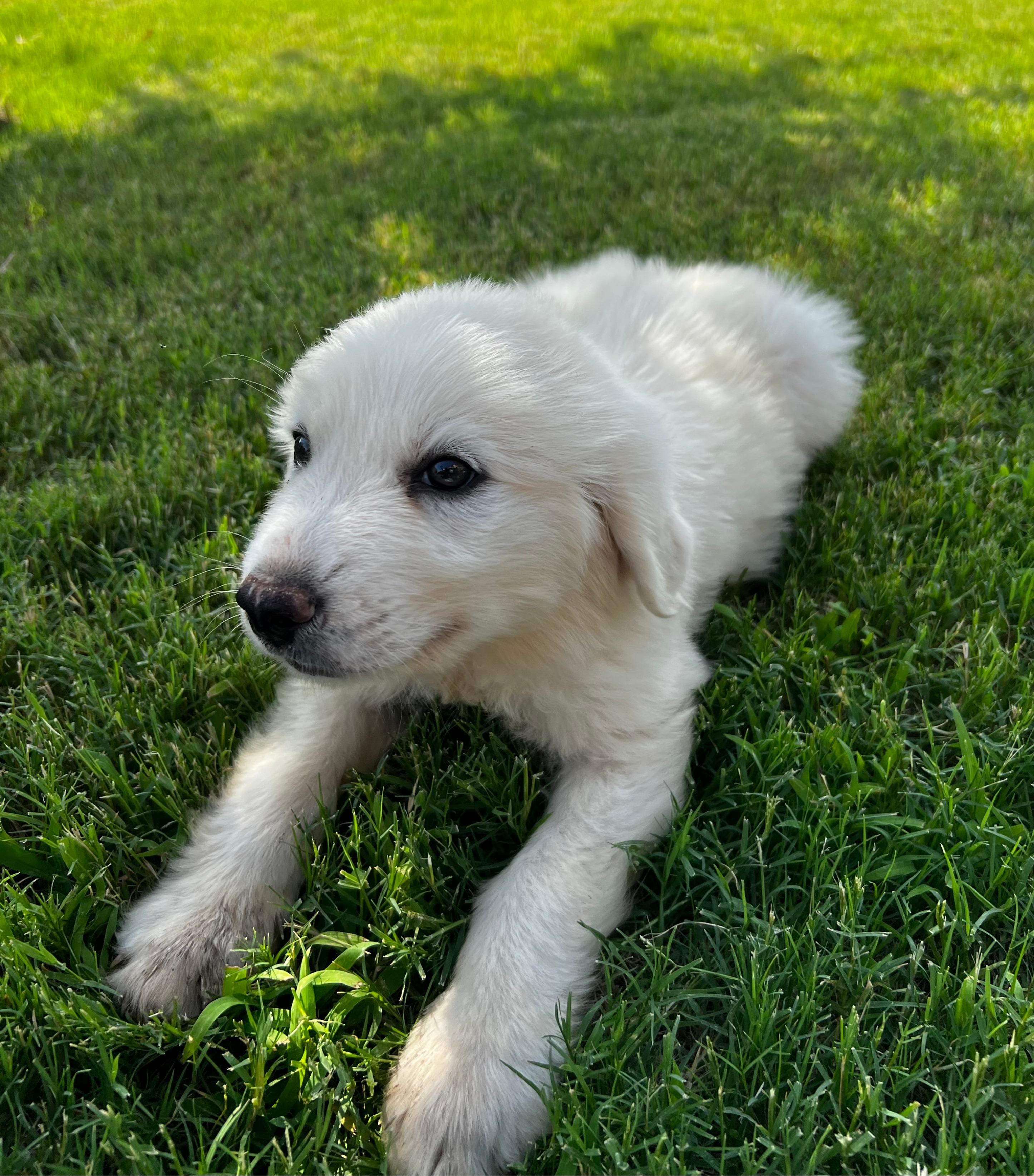 Enlarge Pebbles, a ADOPTABLE mixed breed in Argyle, TX image 3/3