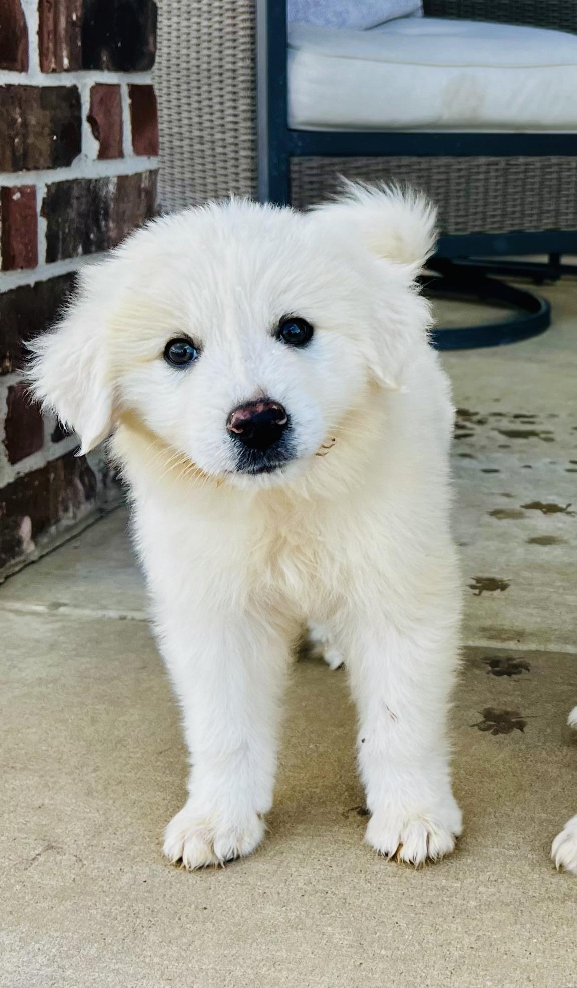 Pebbles, ADOPTABLE, Puppy Female Great Pyrenees.
